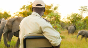 Safari 4x4 Multi-Jour : Observation Faune Intensive